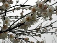 一本杉公園の裏、よこやまの道にて