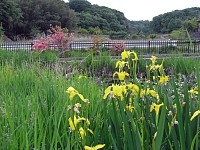 泉周辺と道路は整備されているがその奥は谷戸のまま