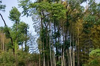 同じく大久保あたり。こういう風景ではソフトフォーカスのように見える