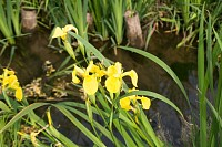 花の表面が飛んでいる