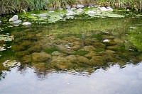 源流の泉