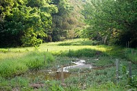 同じ場所。この水も鶴見川に注ぐ