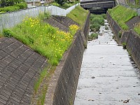 橋から見る大栗川。ここから川になる