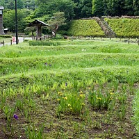 花菖蒲は咲き始め