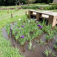 紫の花菖蒲は少ない