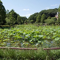 大賀ハスは夏に咲く