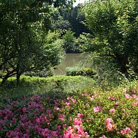 池をのぞく