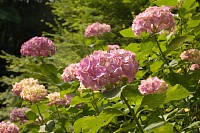 日向の紫陽花はしぼみ気味