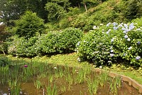 菖蒲畑の周りは紫陽花