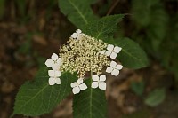 やはり白い花はつぶれ気味