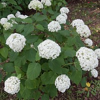 小さな花の集まりの紫陽花