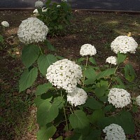 この花の中でモデルの撮影会をしていた