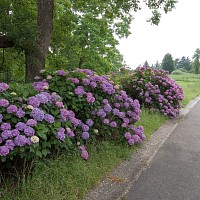 紫陽花はしぼんでいないのは残り少ない