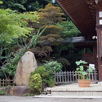 微妙な色の紅葉。ぶれた