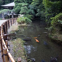 五大尊池と鯉。でかい。池でなくて鯉が