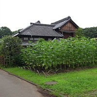 ひまわりと小寺醤油店