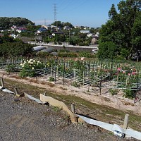 町田ダリア園の裏側かな