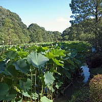 薬師池公園の大賀ハス