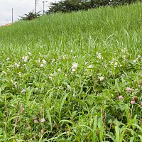 土手にはピンクのアザミと白い花