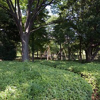 トンネルの上はいきなり公園風の雑木林。