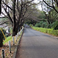 尾根緑道。車道の右に広い歩道がある。車は多い