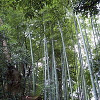 竹林がきれい