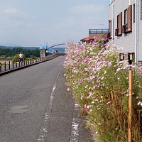 多摩大橋付近の住宅。コスモスがきれい