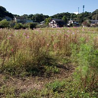 城山・かたくりの里付近のコスモス。