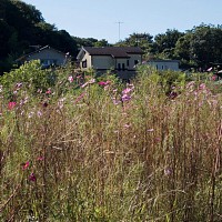 コスモス摘みは300円