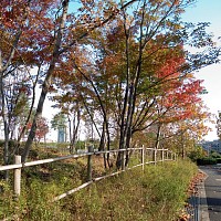 紅葉の間にベネッセ