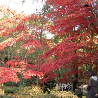 すぐ下には見事な紅葉が