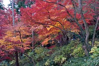 数は多くないが見事な色の紅葉がある