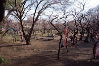 谷保天満宮梅林全景。こじんまり