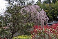 川井家のしだれ桜は5分咲き