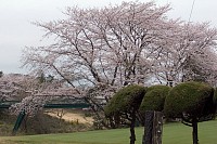 東京国際ＣＣ