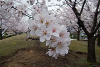 唐木田駅前の長坂公園にて