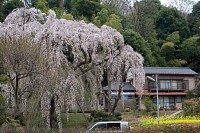 川井家のしだれ桜