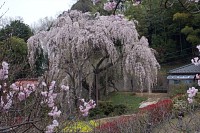 かなり見物客が多かった