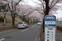 永山さくら通り、瓜生小前