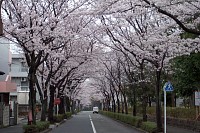 通称・お山の公園の通り