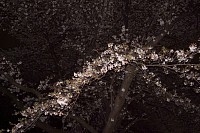 本日、唯一の桜の写真