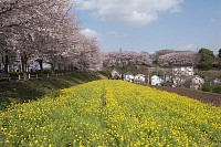 尾根緑道の景色として有名な場所