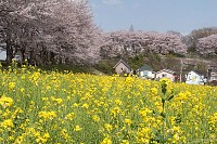 実はけっこう葉桜だったりする