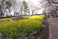 3月14日も菜の花は咲いていた