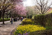 しだれ桜もある