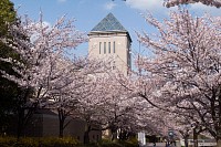 桜の下では学生たちの花見の宴