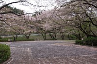 公園はこんなかんじ