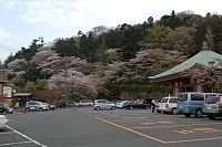 高幡不動尊の山はヤマザクラかな