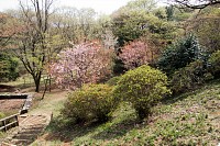 桜はさすがに過ぎた