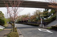 西落通りの八重桜も見ごろは終わり